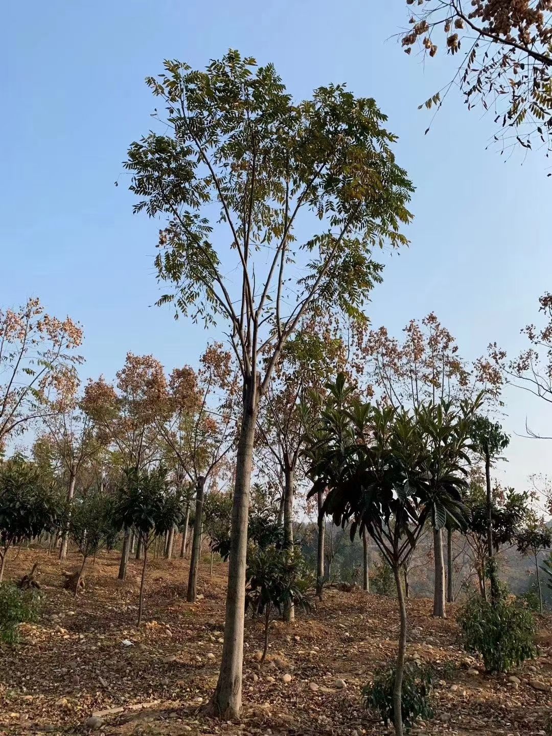 栾树（黄山栾树）批量供应，径5-20公分，带土球发货