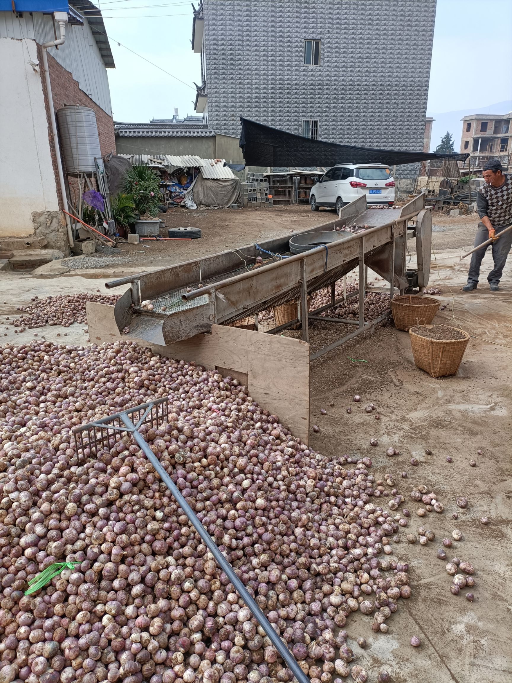 2021年云南大理紫皮大蒜新蒜鲜蒜独头蒜产地直销 批发零售