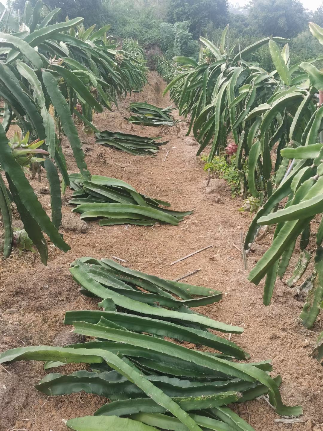 红水晶火龙果苗 水晶火龙果种苗，红心火龙果种苗