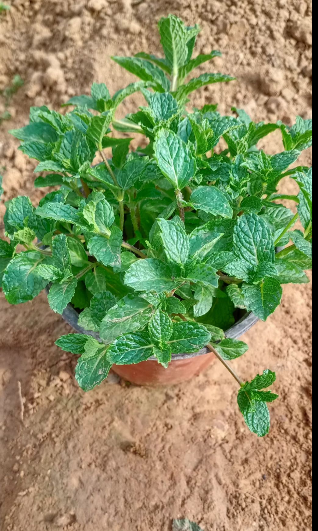 薄荷盆栽  薄荷，双色盆，质量好，需要联系