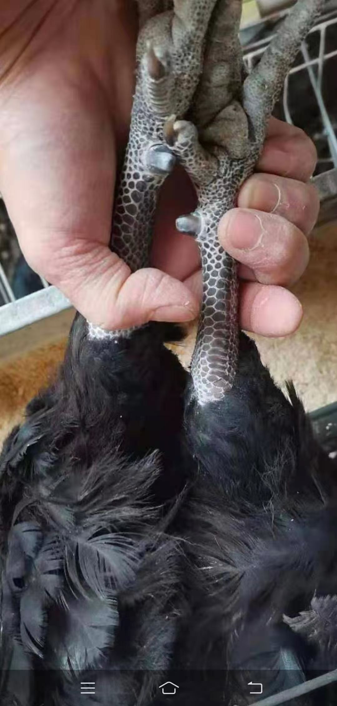 土鸡  莱芜黑鸡 高品质