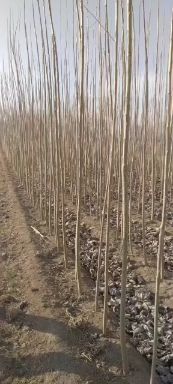 临清市107速生杨 速杨107根细好，无病害，成活率