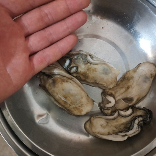 汕尾珍珠蚝 珠海生蚝，脆甜，盐度23