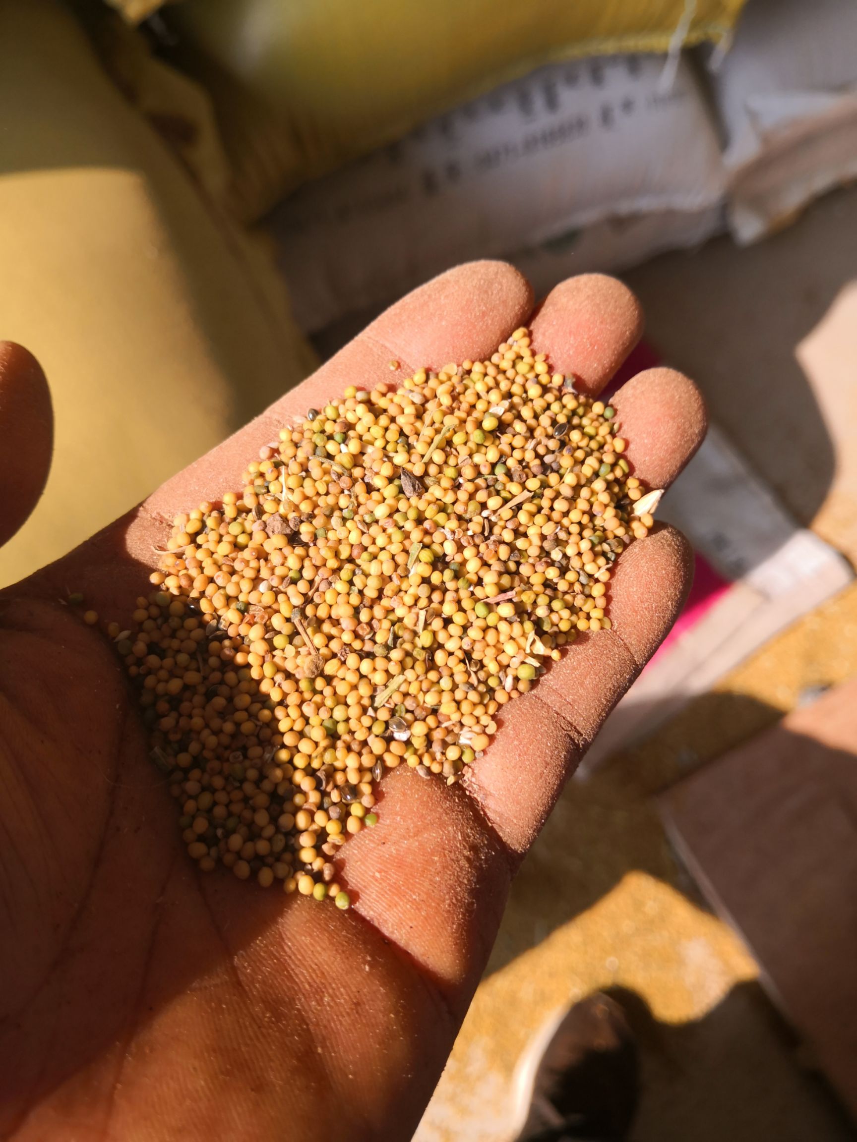 黄菜籽，颜色漂亮，含油39个，水份9左右，现货不多。1528