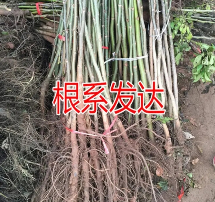 碧根果苗  碧根果 核桃苗【速生生长速度结果快】适合南北方种