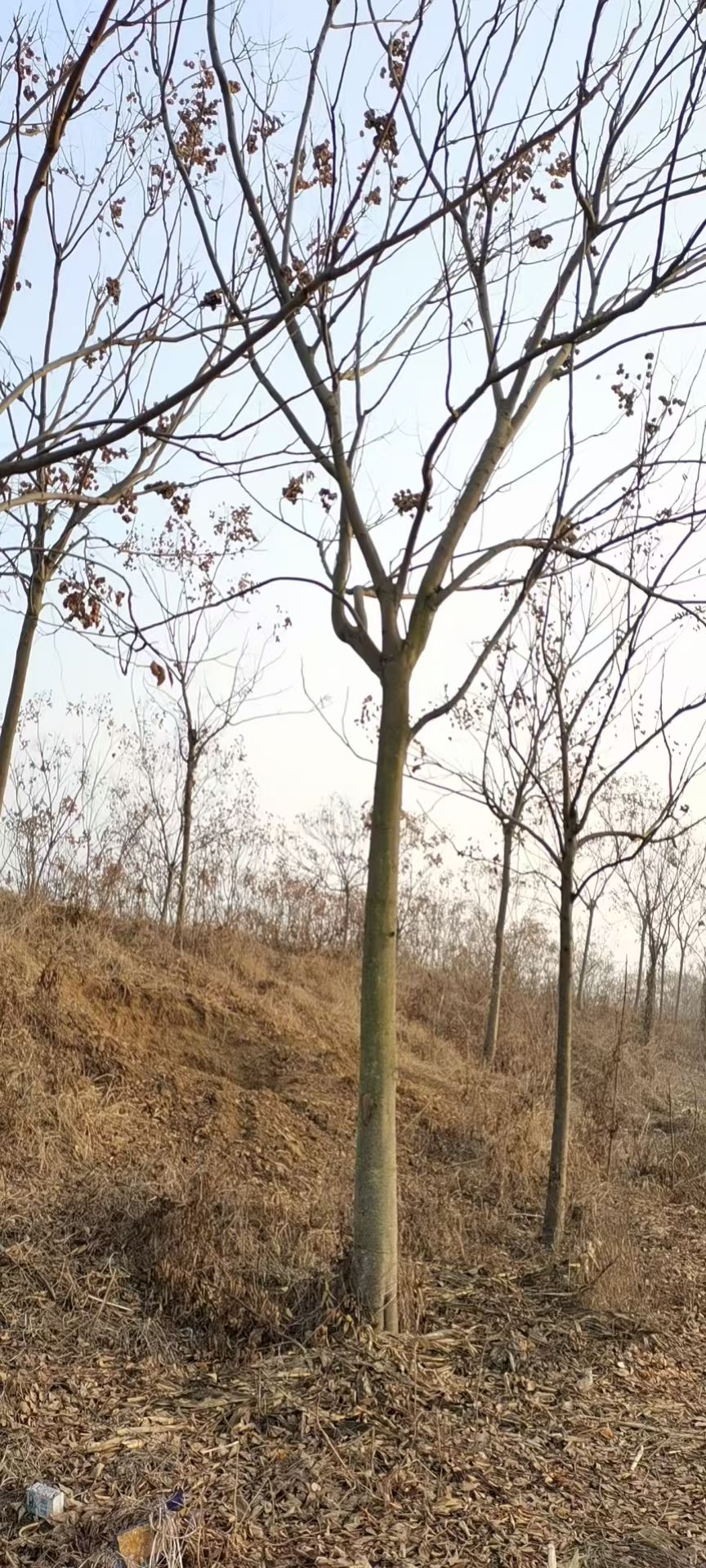 栾树（黄山栾树）批量供应，径5-20公分，带土球发货