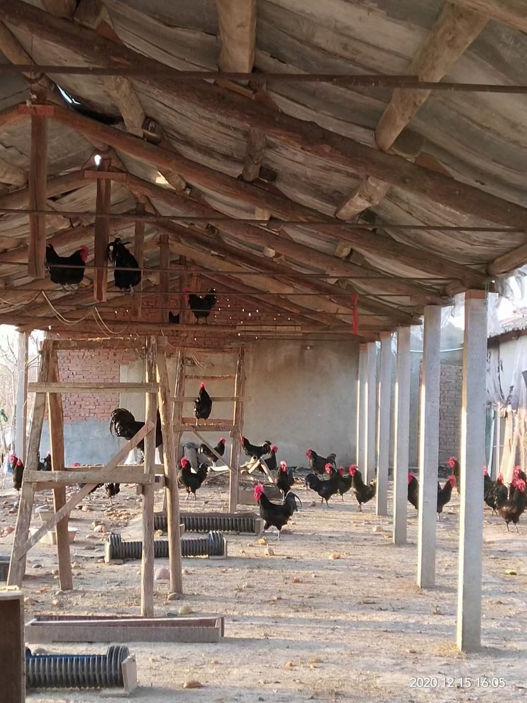 土鸡  莱芜黑鸡 高品质