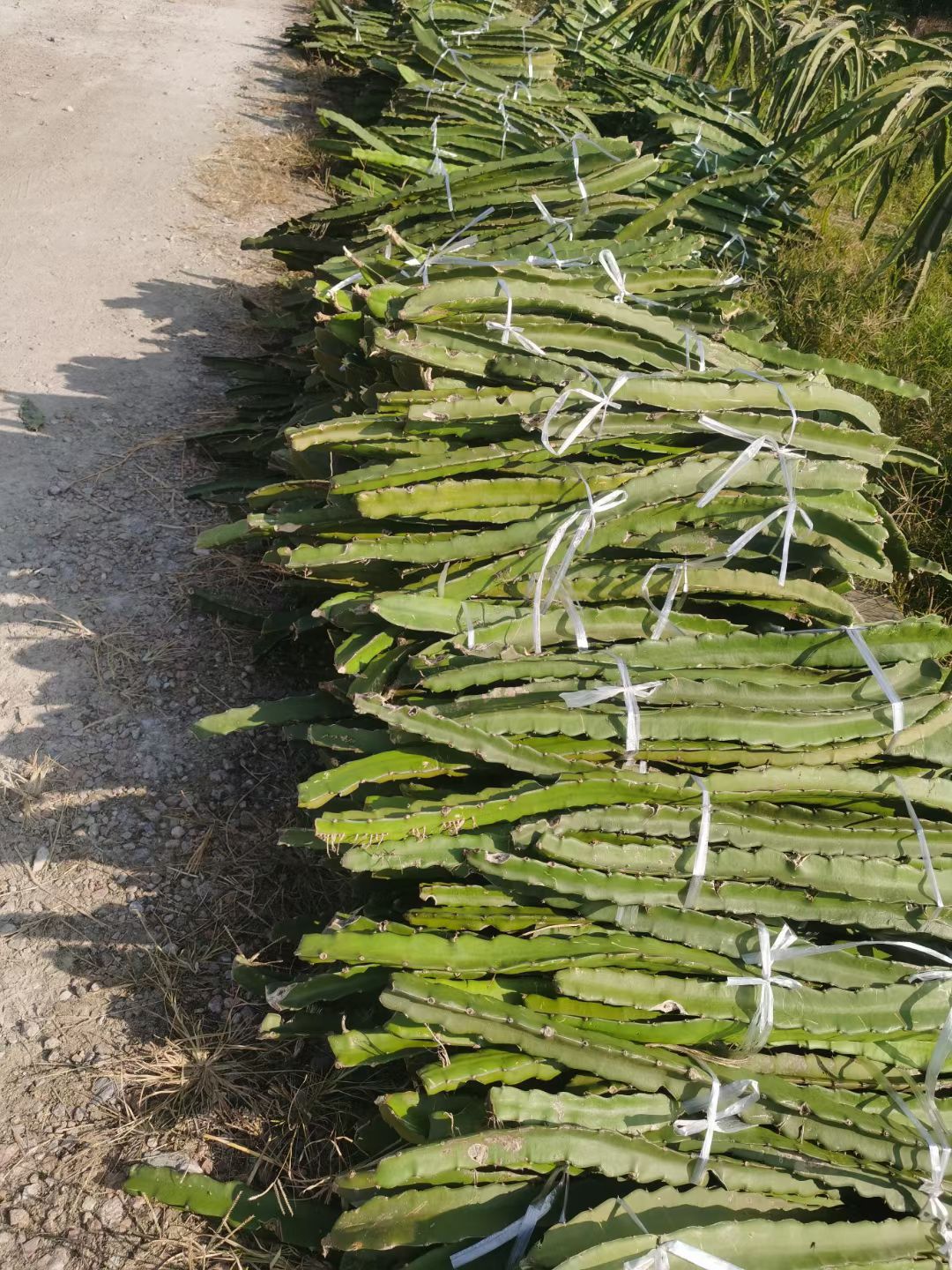 红水晶火龙果苗 水晶火龙果种苗，红心火龙果种苗