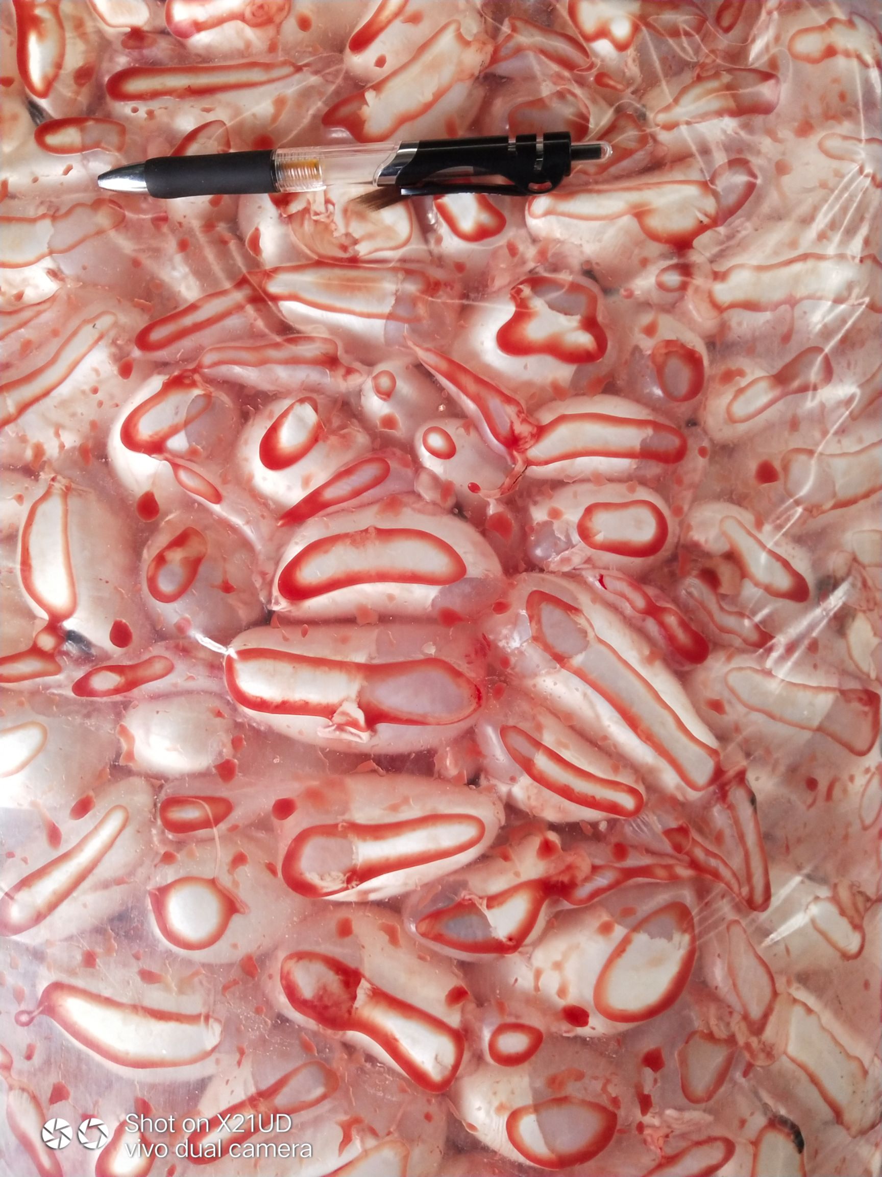 白鲢鱼鳔:鱼泡:一手货源:产地直发:包邮:欢迎咨询下单。