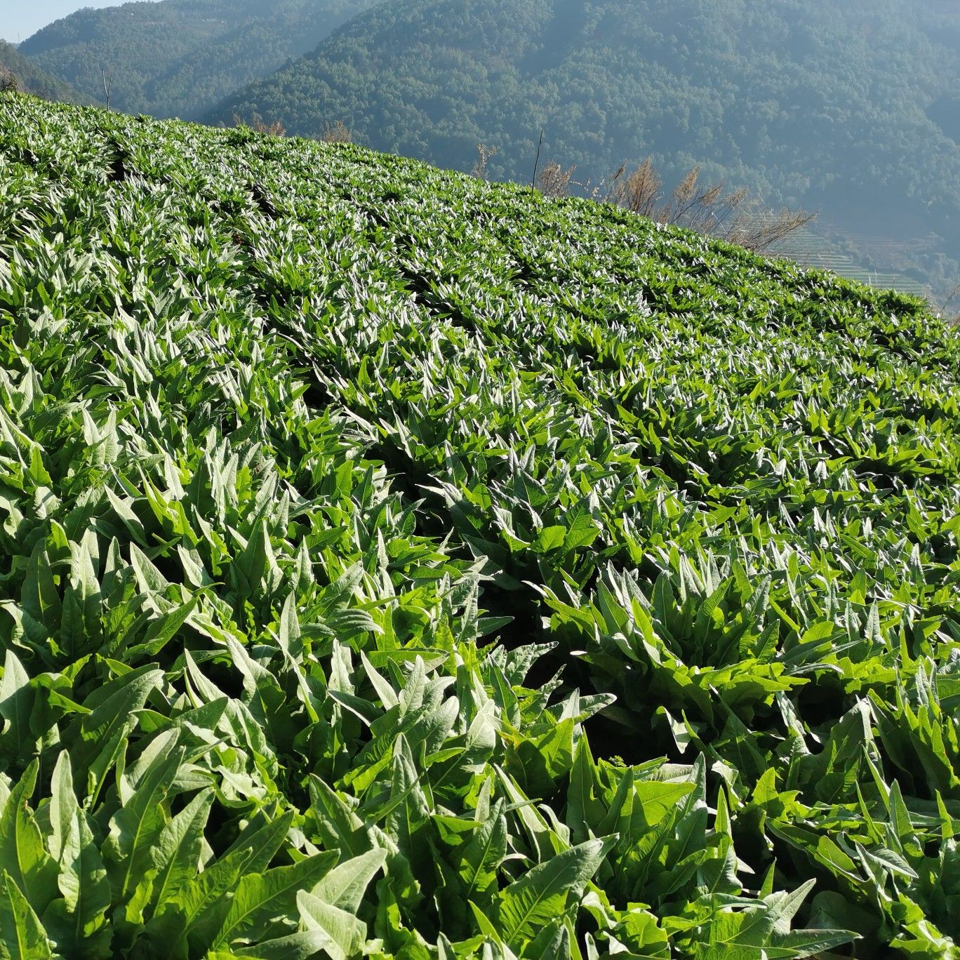 莴笋 云南优质青笋，露天种植，天然无公害，香脆爽口。