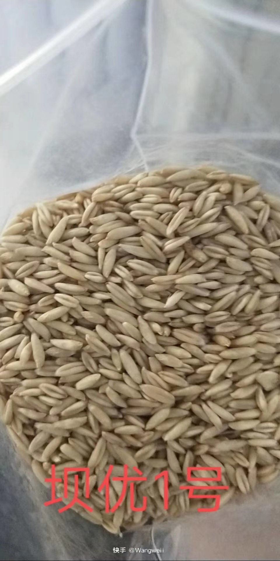 张北县燕麦种子  莜麦精选籽种，适合内蒙，张家口地区种植