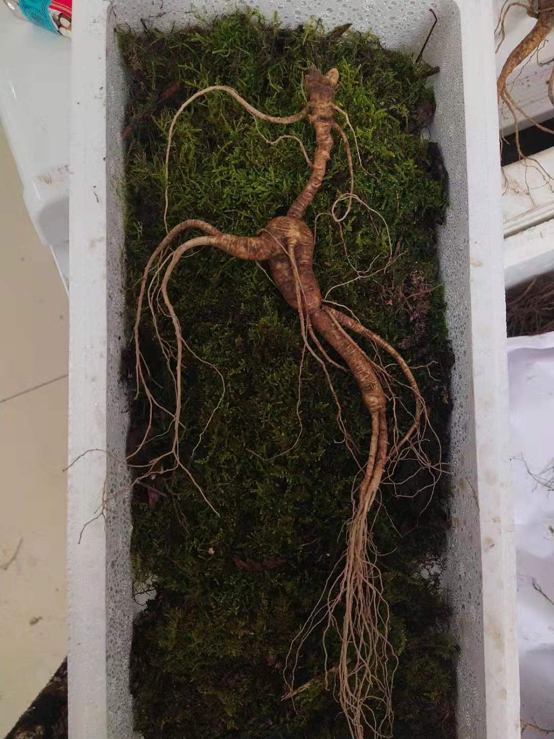 林下参 年头长！26年的老货