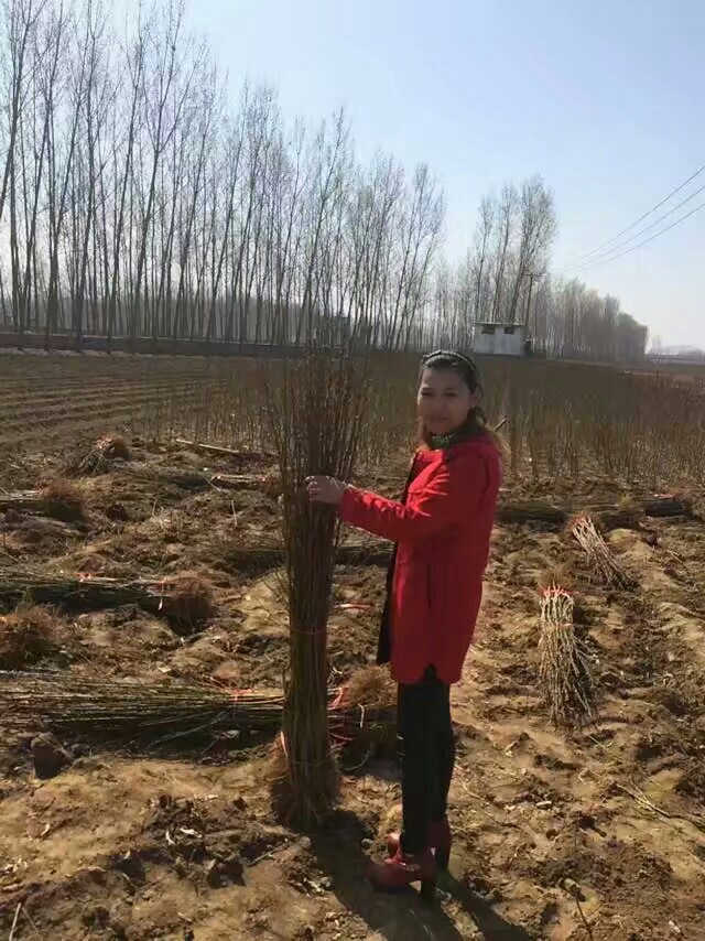 映霜红桃苗  大量出售各种桃苗欢迎前来考察合作共赢