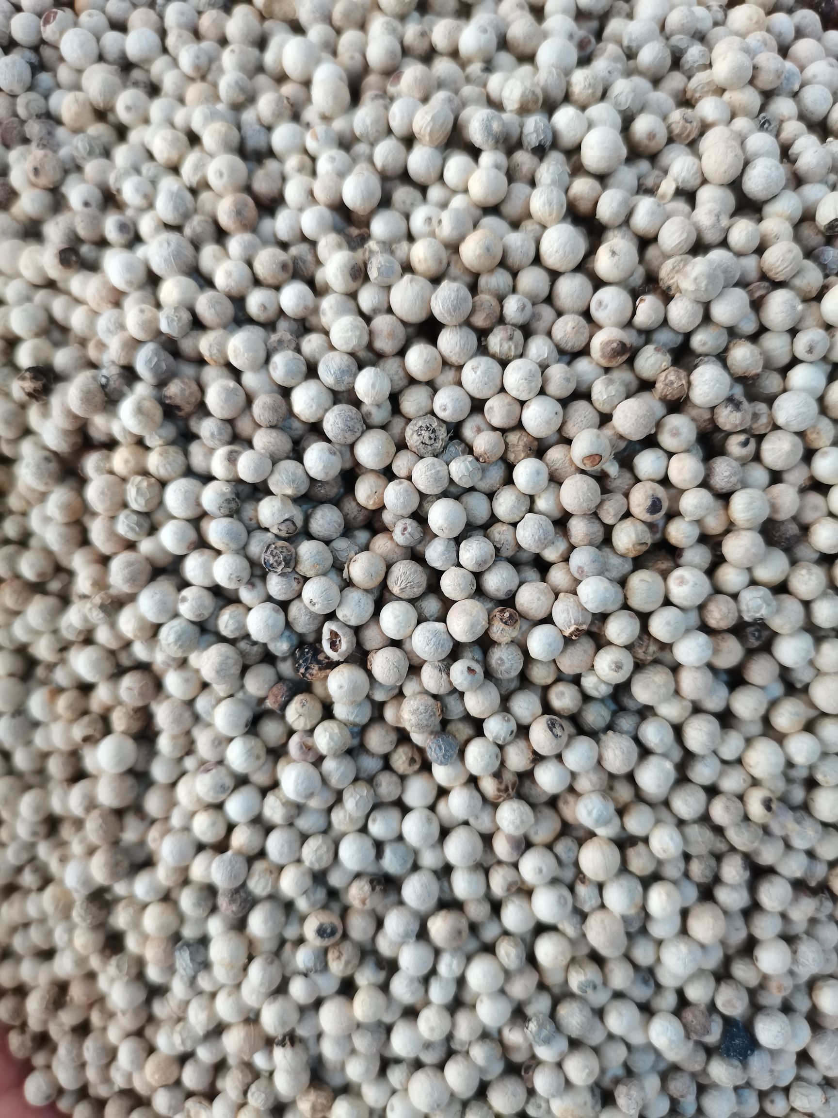 海南胡椒手选货香辣足干不掺假无漂白，不好包退包运费