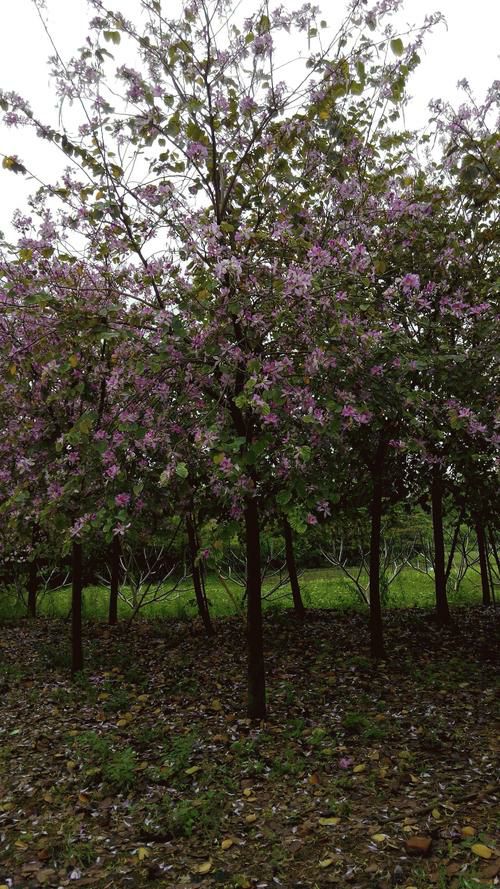 红花紫荆 宫粉紫荆（宫粉羊蹄甲）12--18公分米径。200-500元