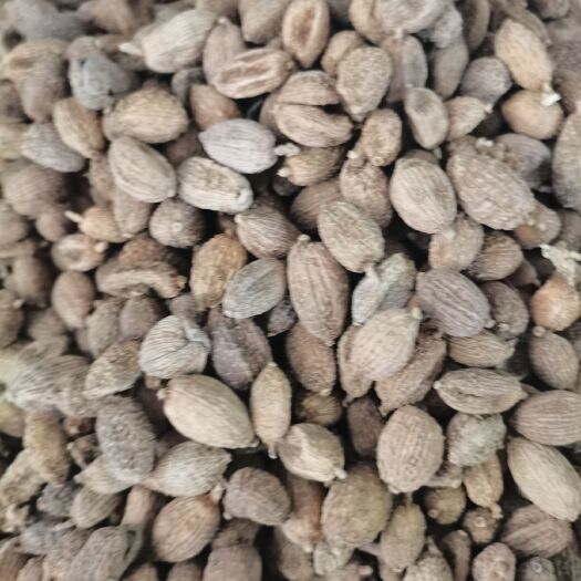 玉林砂仁  缅甸长砂仁，圆砂仁国产阳春砂仁，大量上市，批零兼营，