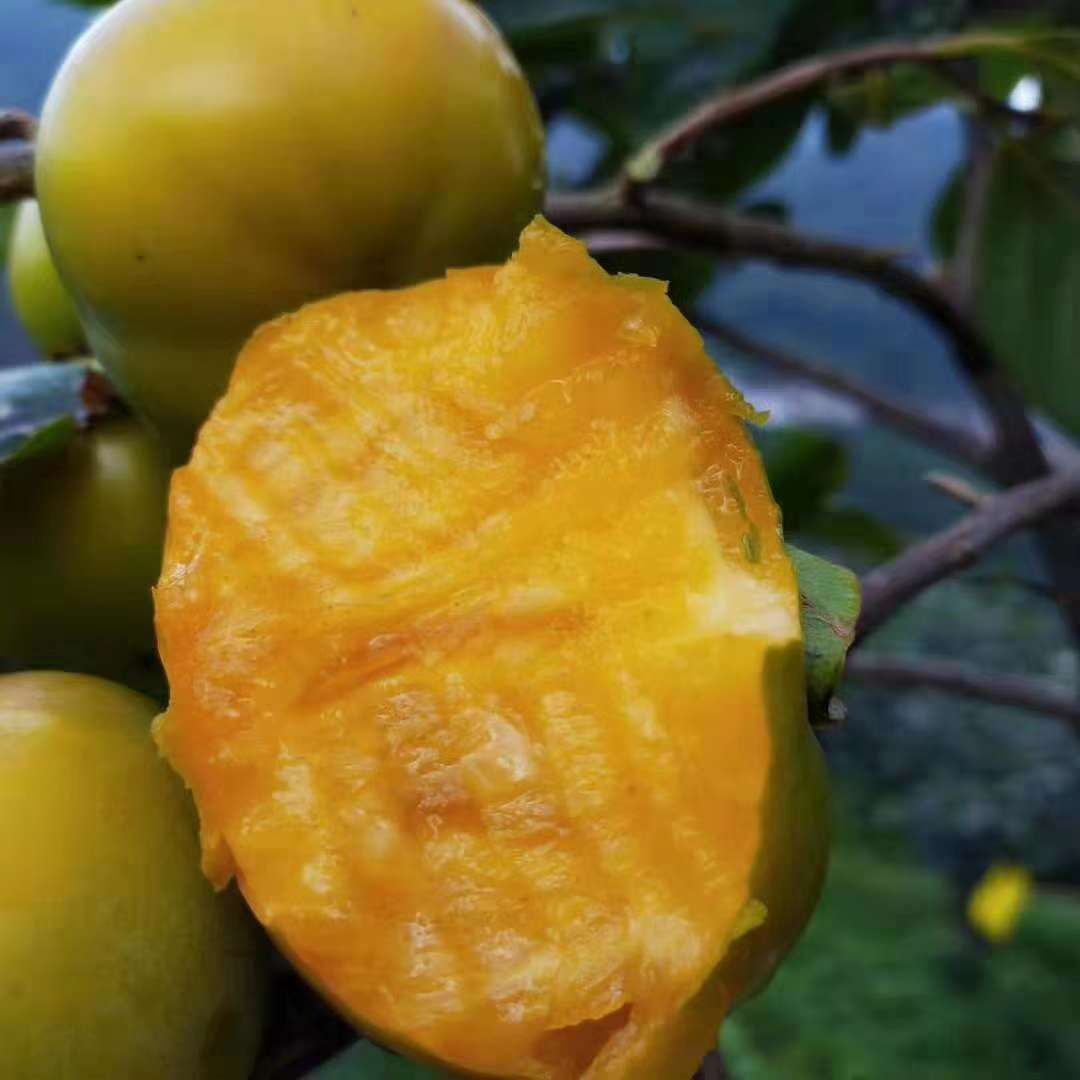 恭城瑶族自治县太秋甜柿苗  太秋甜柿是从引进的种甜柿，可以在树上直接吃