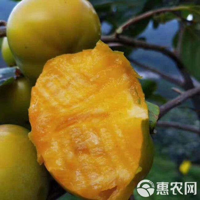 太秋甜柿苗  太秋甜柿是从引进的种甜柿，可以在树上直接吃