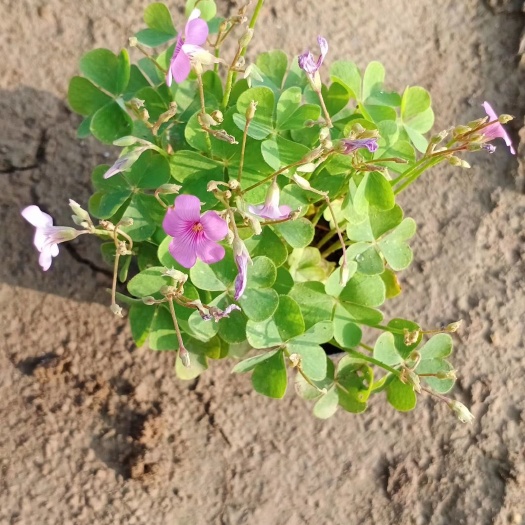 青州市红花酢浆草  红花醡浆草炸酱草大量供应长期有货