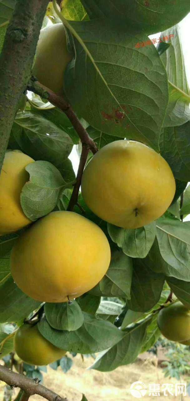 太秋甜柿苗  太秋甜柿是从引进的种甜柿，可以在树上直接吃