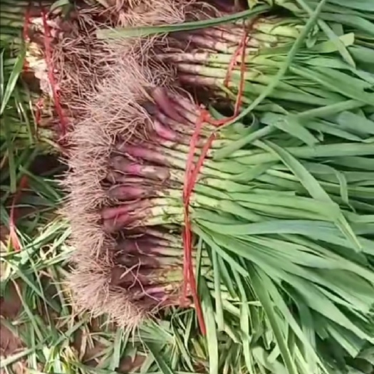 中牟县中牟县本地红根蒜苗