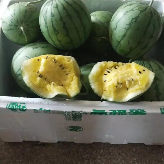 早春红玉种子    珍珠2号 礼品西瓜种子
