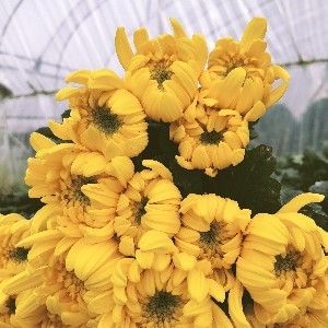 菊花切花
