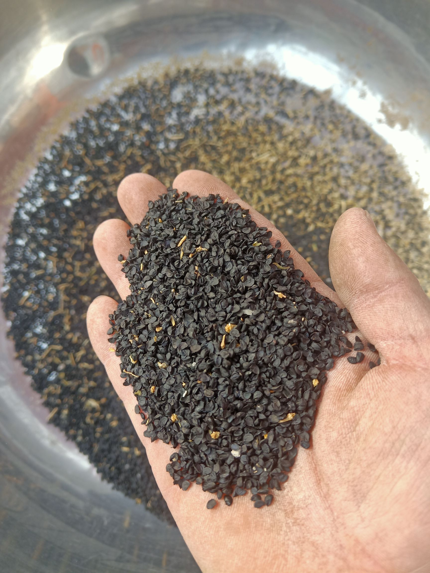 大量供应韭菜种子