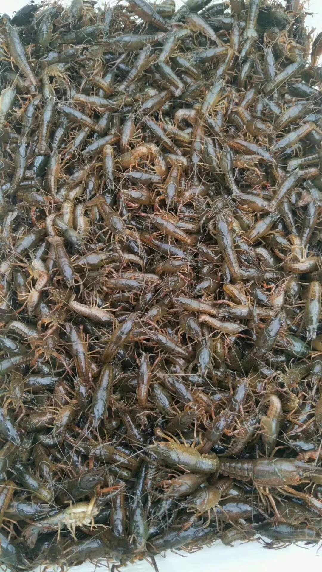 小龙虾苗  （热销）湖北‘虾苗，虾种(一手货源。现场装货)。