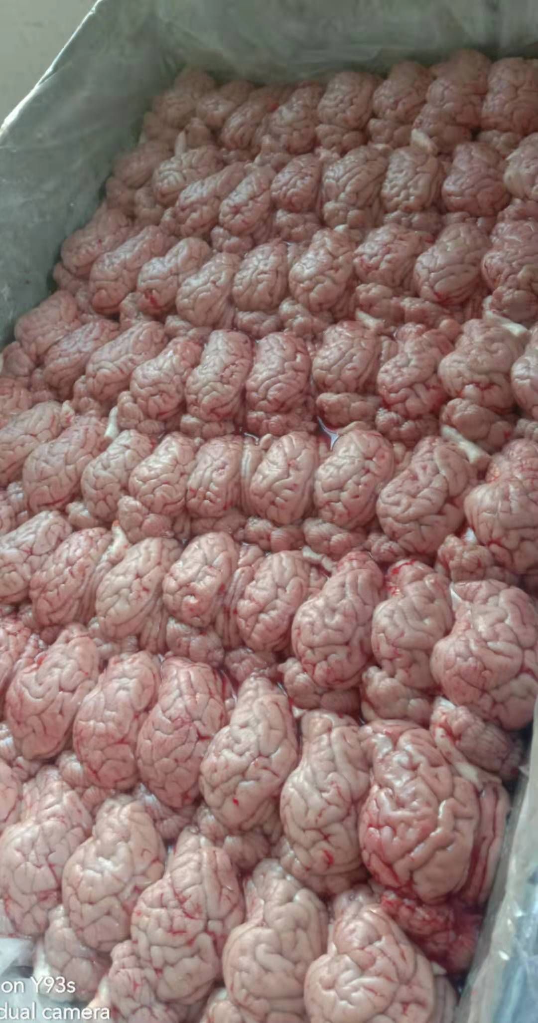 猪脑  鲜