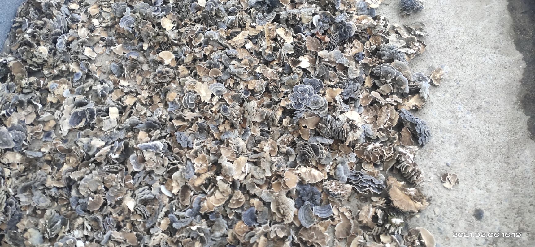 云芝中药材 吉林柳河产地直发