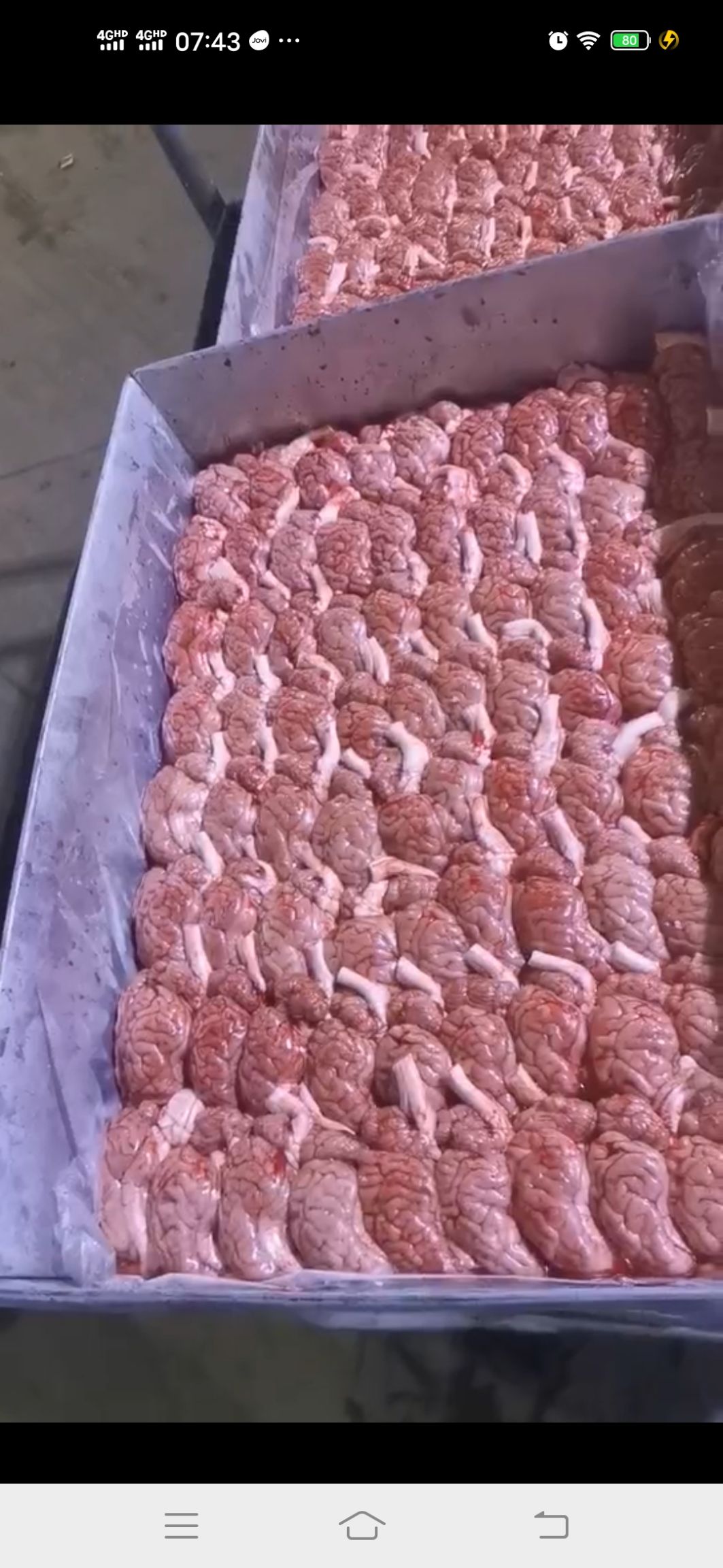 猪脑  鲜