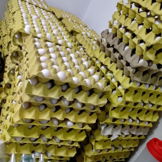 上海鸽子蛋 食用 散装