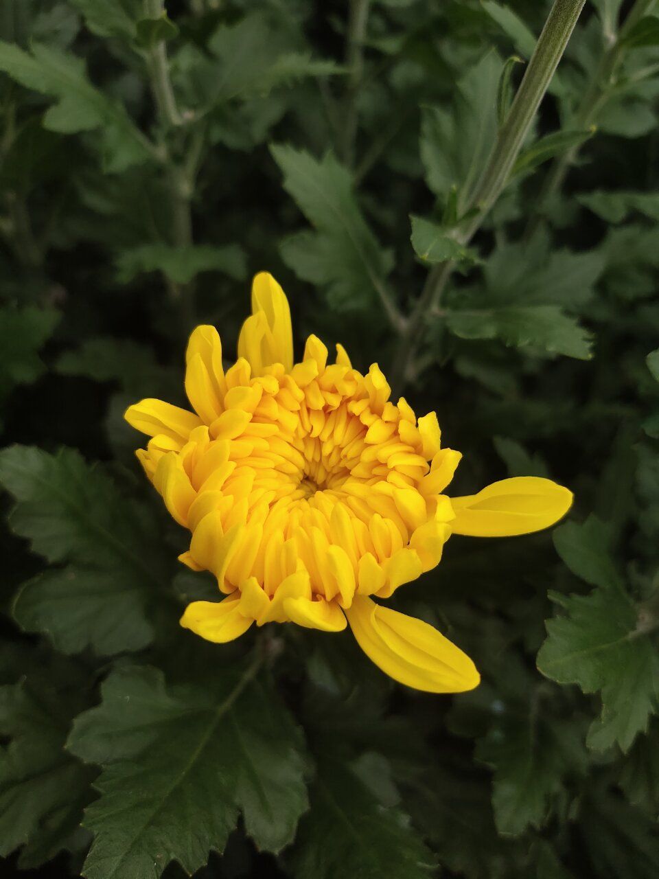 菊花切花