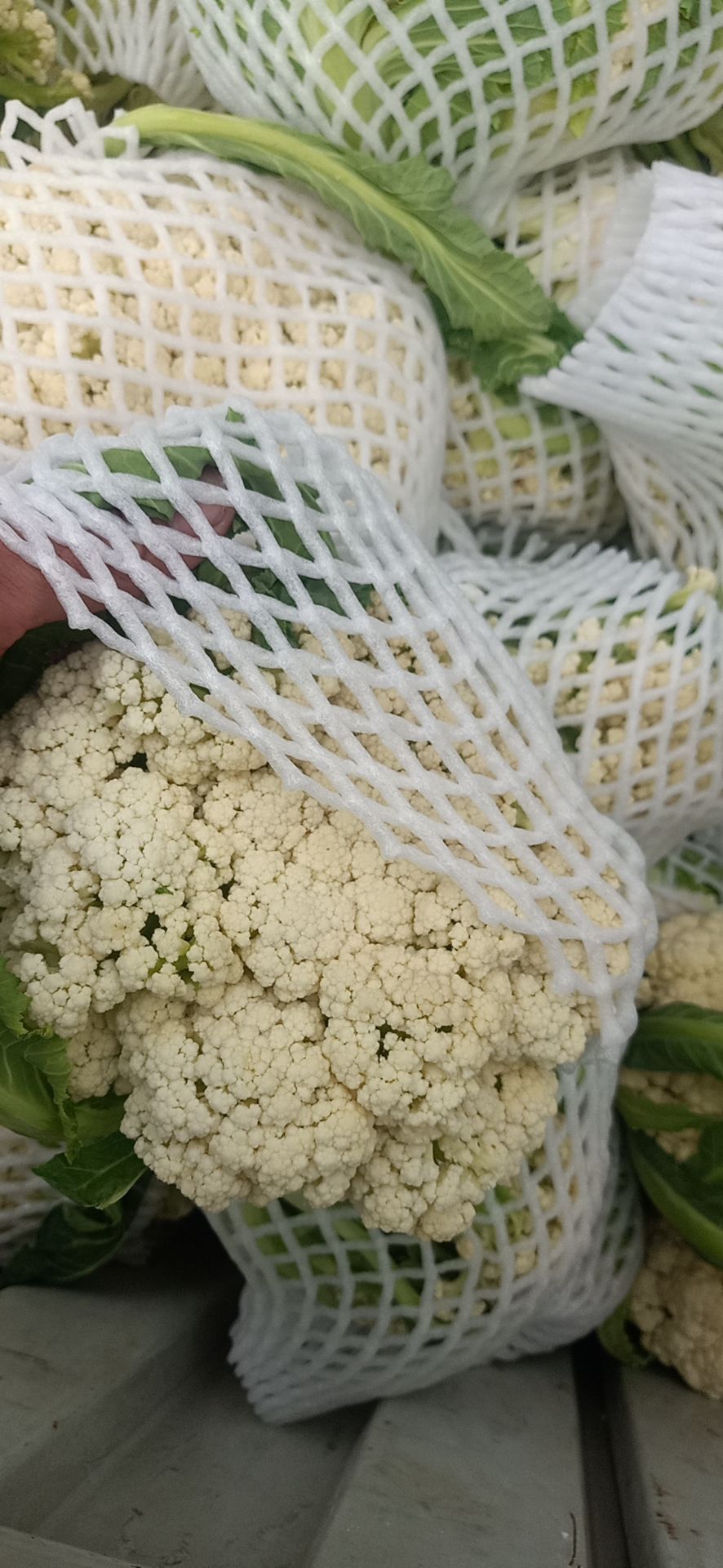 白花菜花 徐州菜花三月份上市，质量好，价格优！欢迎新老客