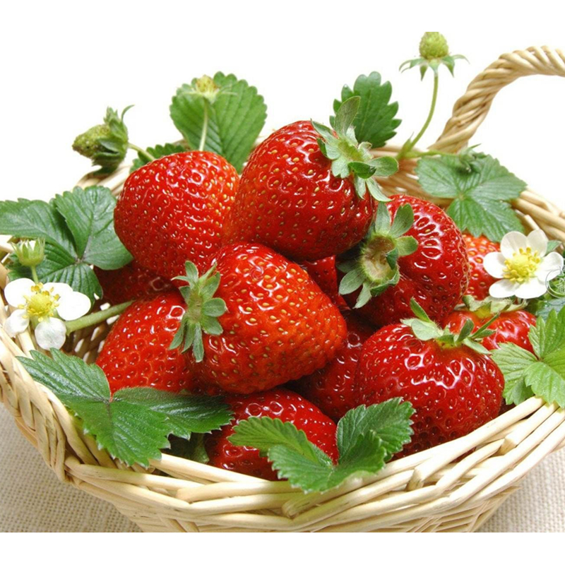 沭阳县草莓种籽子草莓种子食用蔬菜四季播种易种室内阳台盆栽苗室外花种