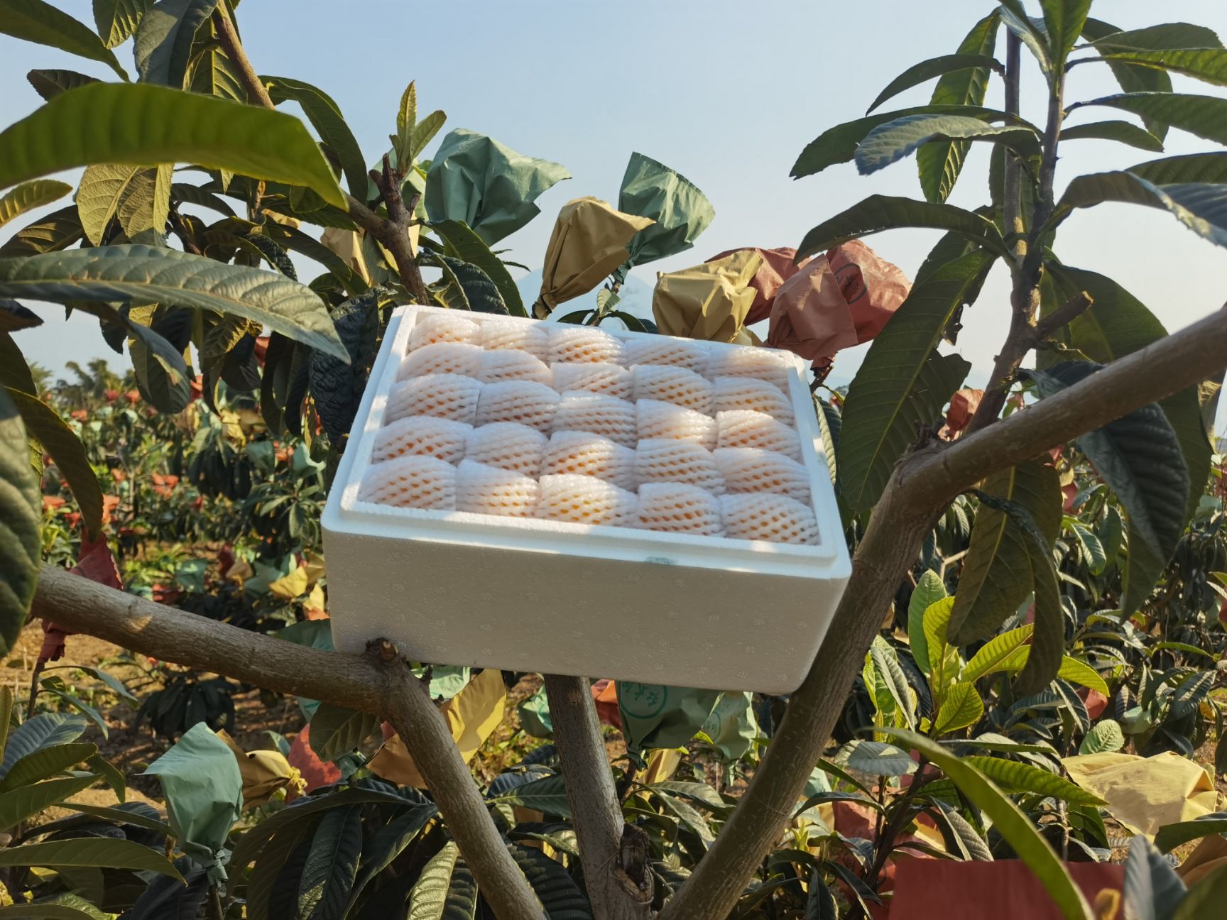 四川米易枇杷上市了，支持一件代发