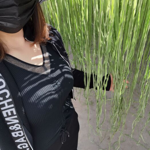 宾川县苔干 长，绿，嘎嘣脆，三大特点，产地自己基地货量大，价格比同行低
