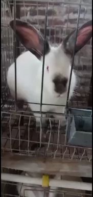 肉兔 种兔，伊拉，快大抗病率强