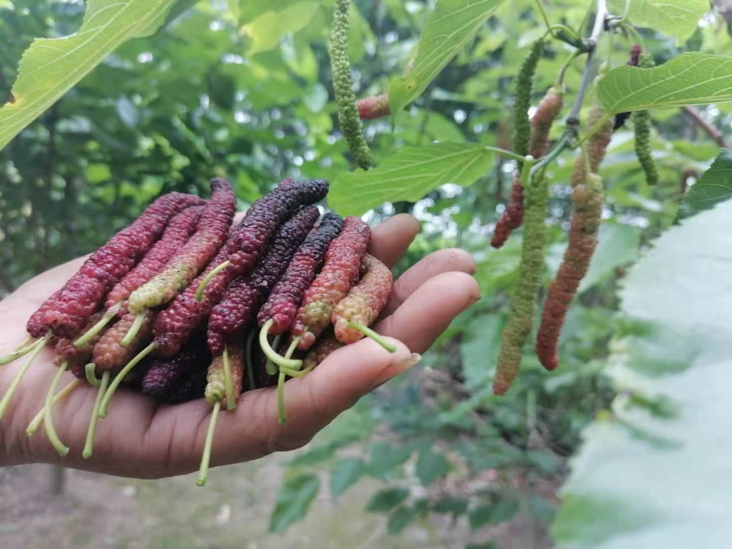 长果桑苗  长果桑嫁接苗