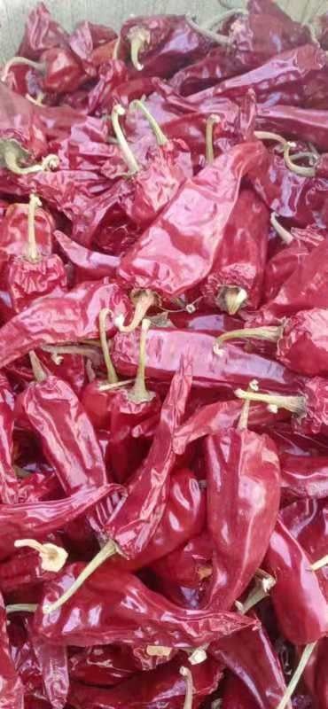 新昌县 欢迎朋友们前来购干辣椒