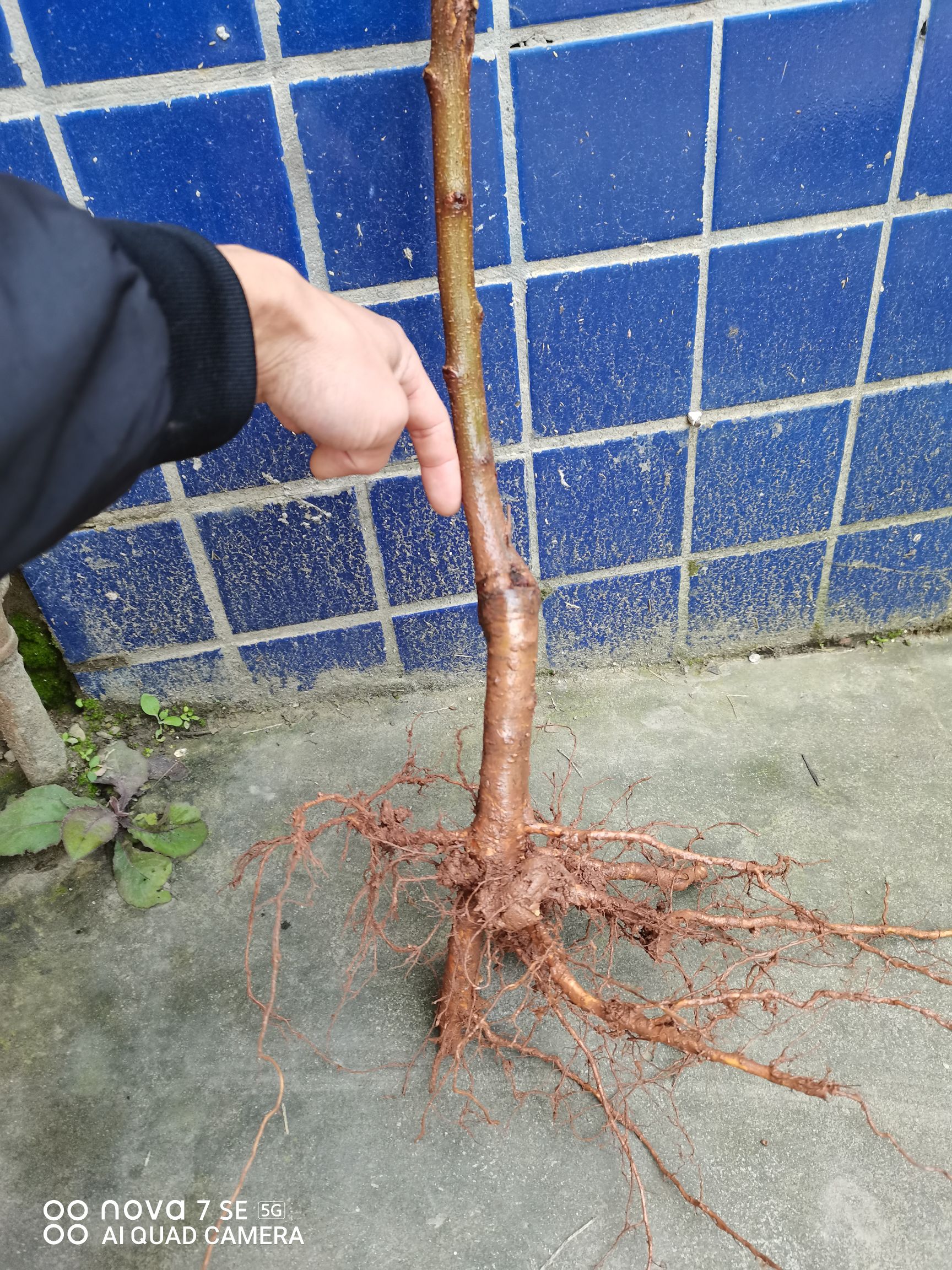 凤凰李子树苗  五月脆、凤凰李，脆蜜李，李苗出售，量大从优。