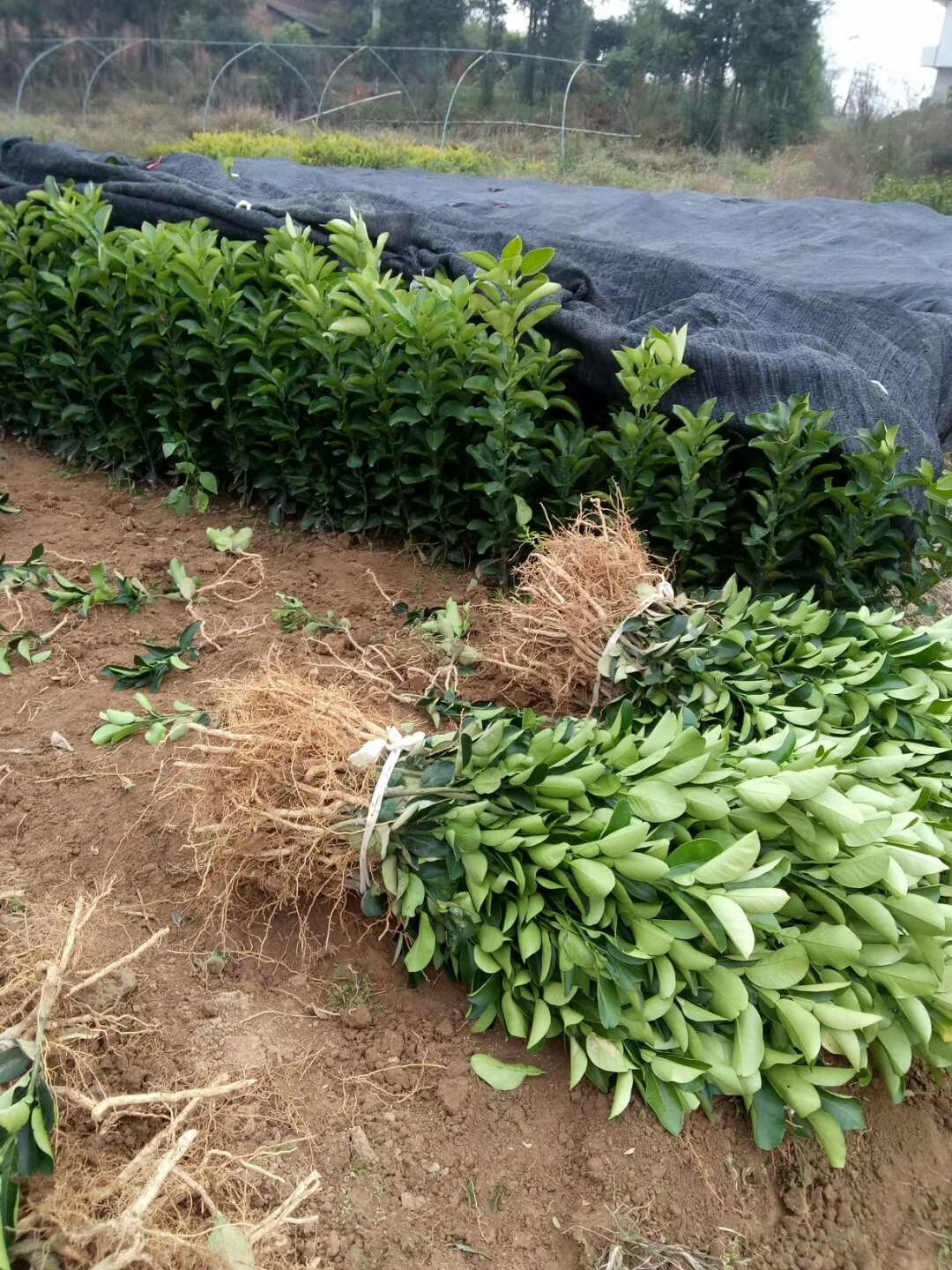 红心柚苗 色泽鲜艳，水分足，个头大