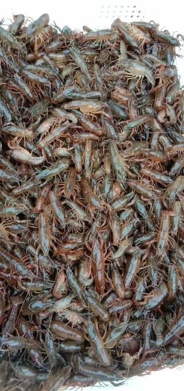 小龙虾苗  （热销）湖北‘虾苗，虾种(一手货源。现场装货)。