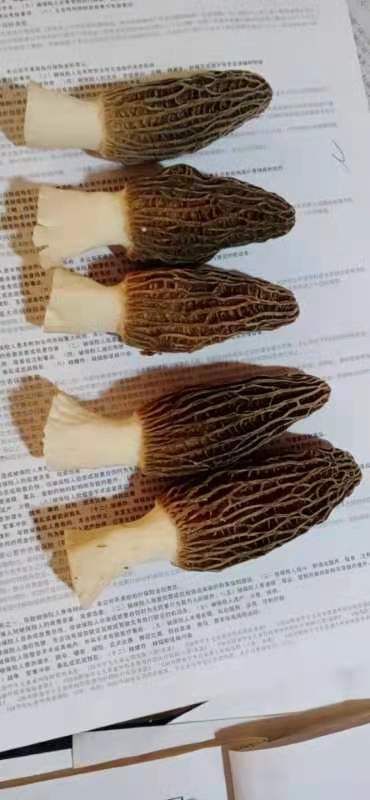 曲周县鲜货羊肚菌，产地直发
