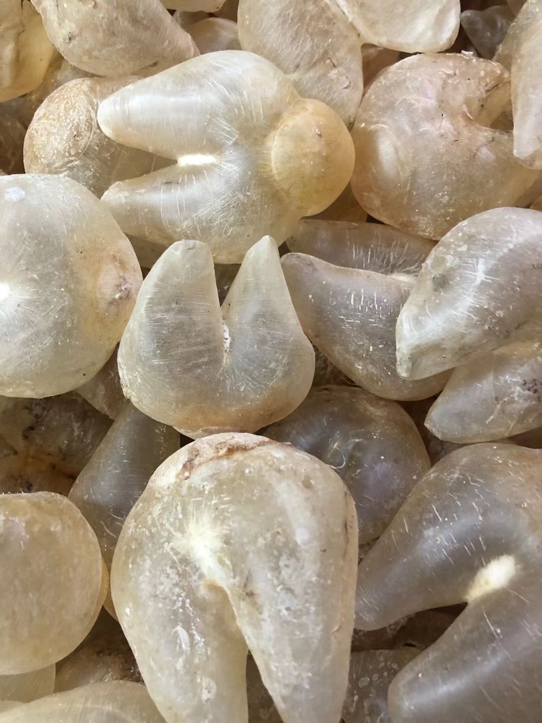  鸡泡胶100头 鱼胶花胶干货  鸡泡花胶蝴蝶鱼胶 批发零售