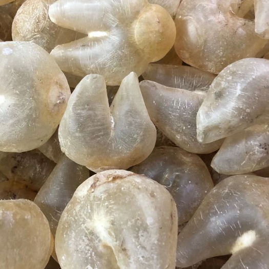 广州 鸡泡胶100头 鱼胶花胶干货  鸡泡花胶蝴蝶鱼胶 批发零售