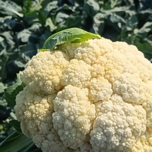 徐州白花菜花 徐州菜花三月份上市，质量好，价格优！欢迎新老客