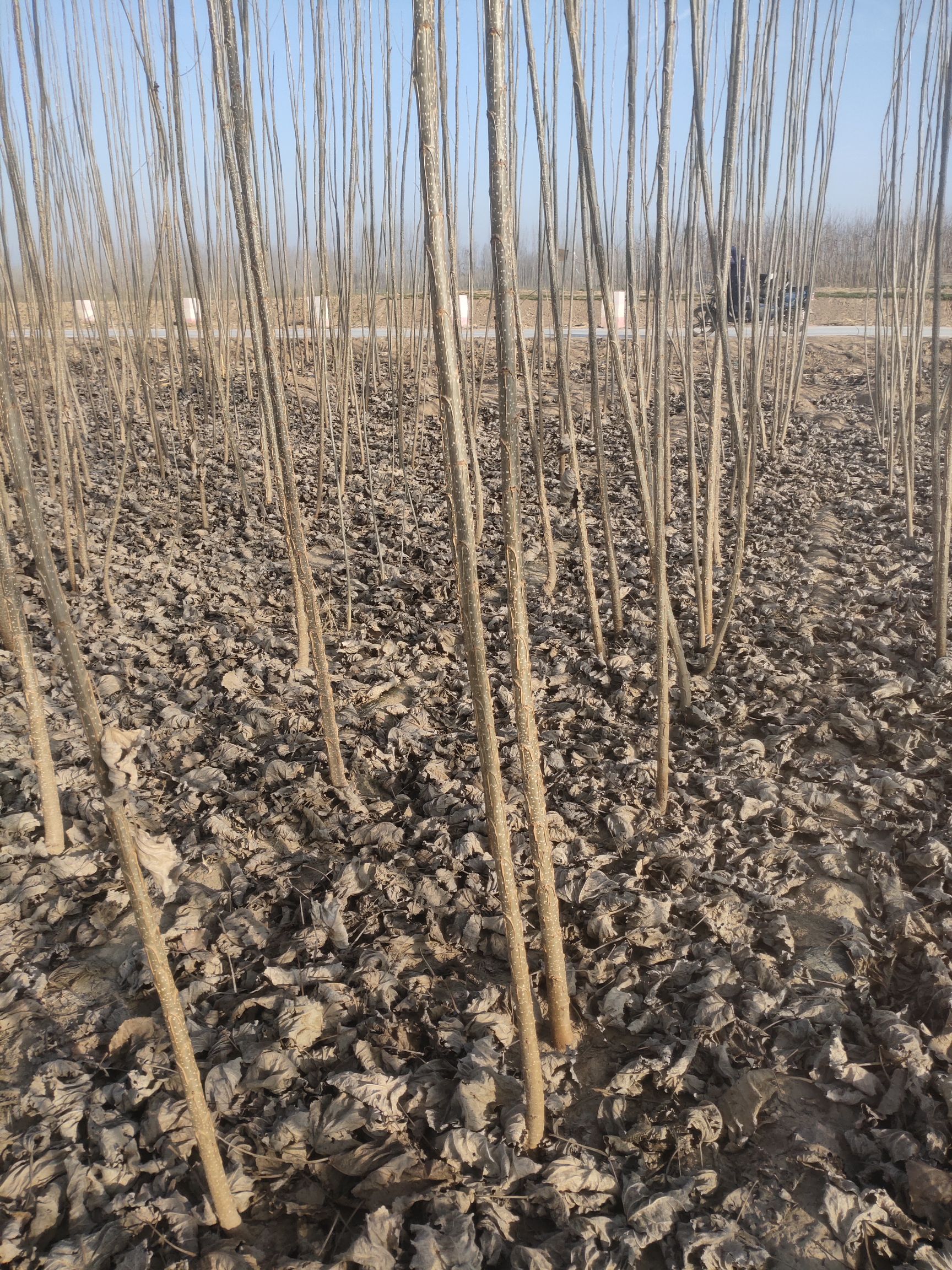 杨树苗 107-2025－无絮杨  1年2年苗都有