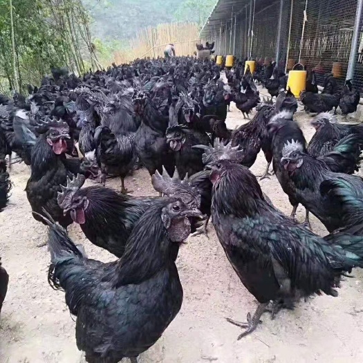 大方县乌骨鸡苗  快大乌